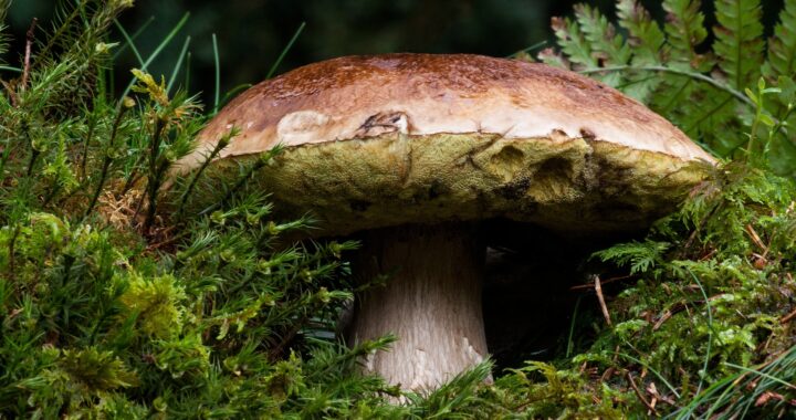 common-mushroom-180712_1920
